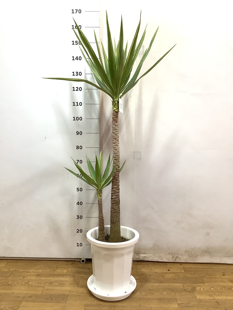 観葉植物 ユッカ 10号 斑入り プラスチック鉢 | 観葉植物ならHitoHana 
