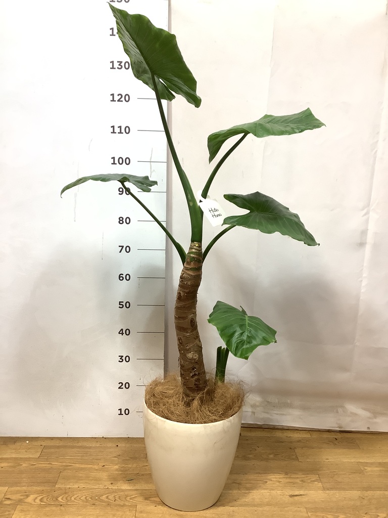 観葉植物 アロカシア 8号 オドラ（クワズイモ） アートストーン