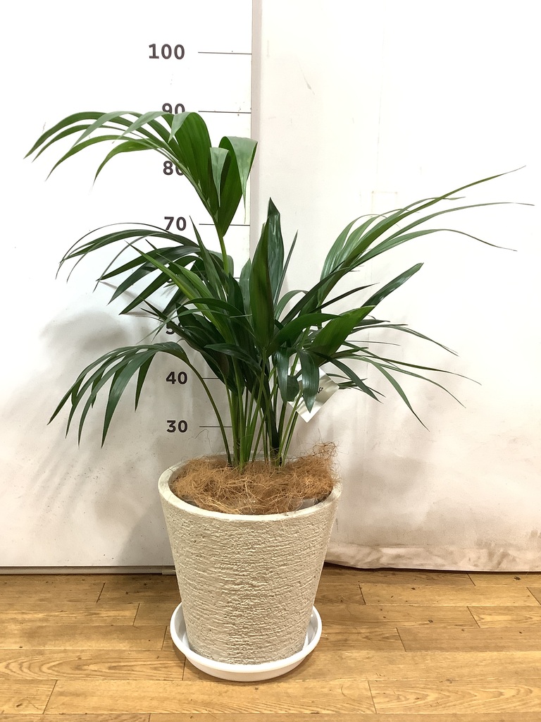 ケンチャヤシ 8号 | 観葉植物の通販ならHitoHana（ひとはな）