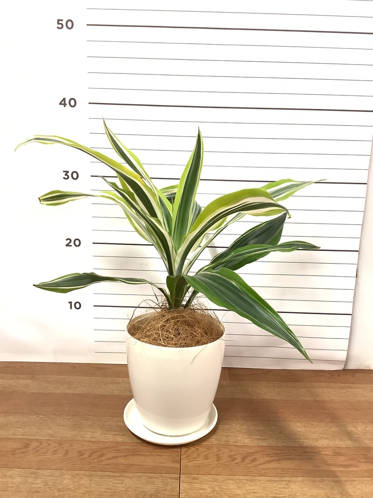 観葉植物 ドラセナ ワーネッキー レモンライム 4号 ラスター