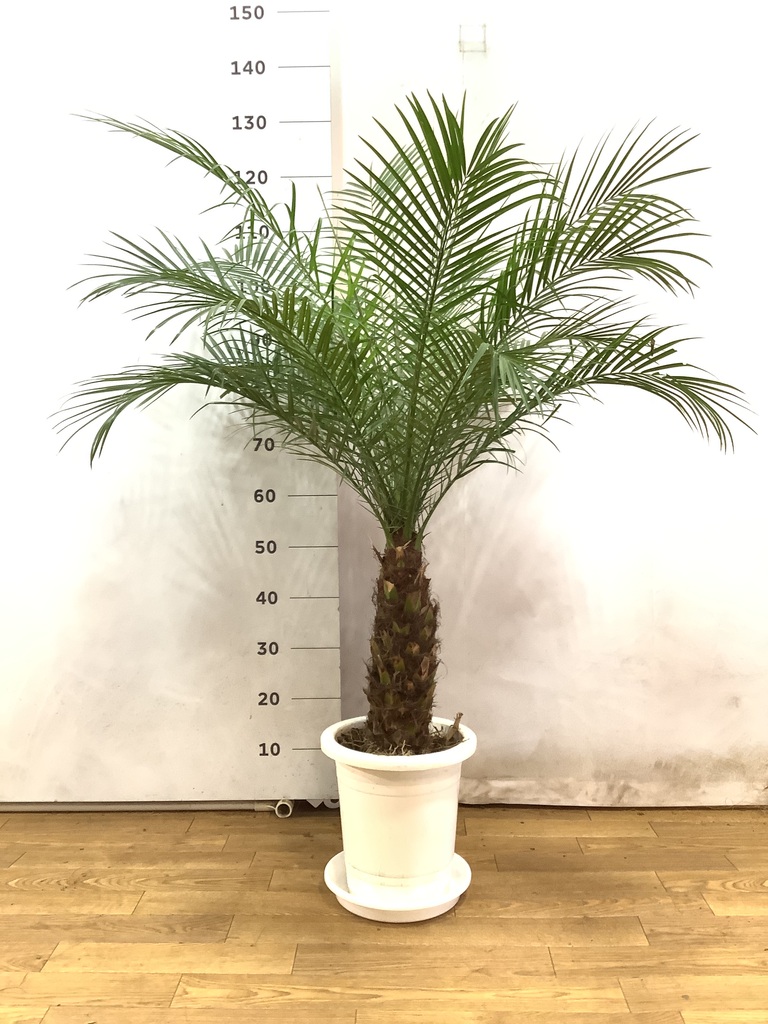 観葉植物 フェニックスロベレニー 8号 プラスチック鉢 | 観葉植物なら
