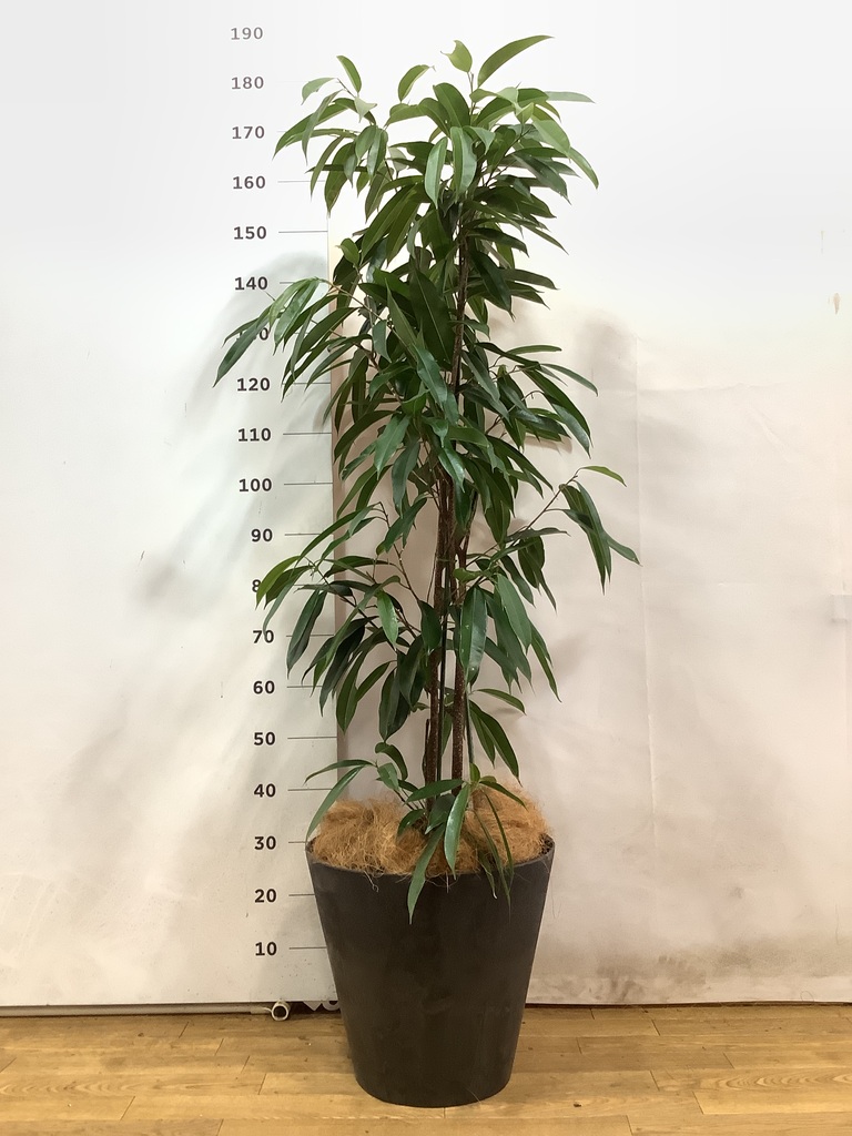 観葉植物 フィカス アムステルダム 10号 セドナロング 墨 付き | 観葉