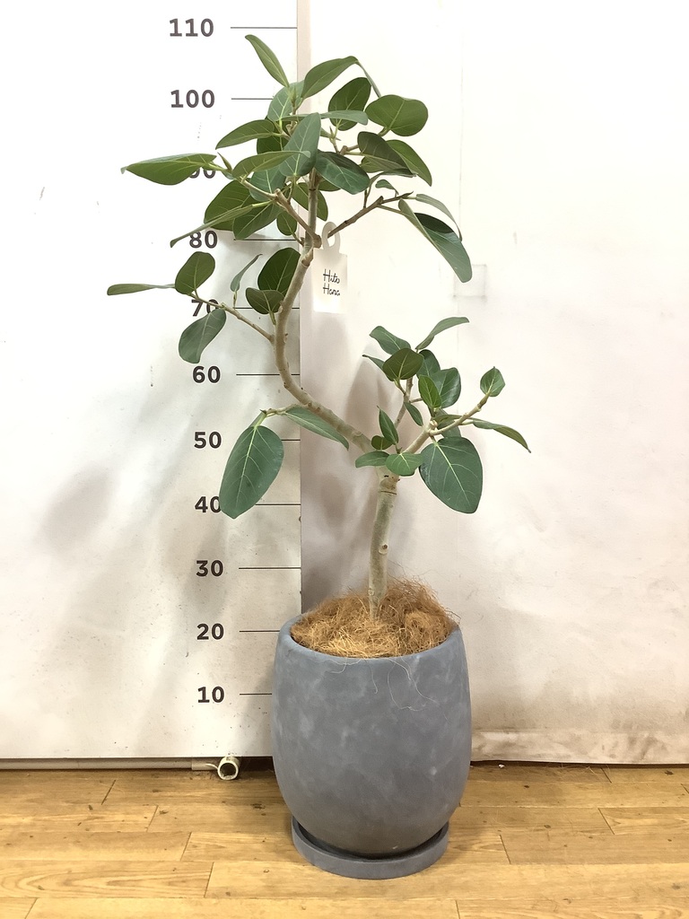 観葉植物 フィカス ベンガレンシス 7号 曲り プラスチック鉢 | 観葉
