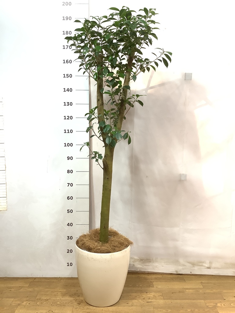 観葉植物 ガジュマル 10号 ベビーリーフ ブリティッシュキューブ 付き 