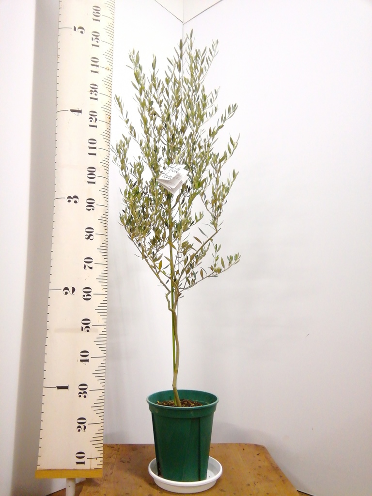 観葉植物 オリーブの木 8号 カヨンヌ プラスチック鉢 / 小倉園