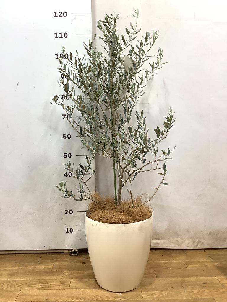 観葉植物 オリーブの木 8号 ピクアル ラッシュバスケット