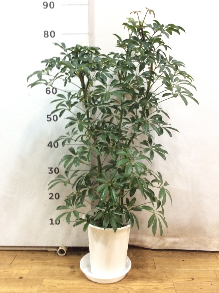 観葉植物 シェフレラ 6号 コンパクタ プラスチック鉢 | 観葉植物なら