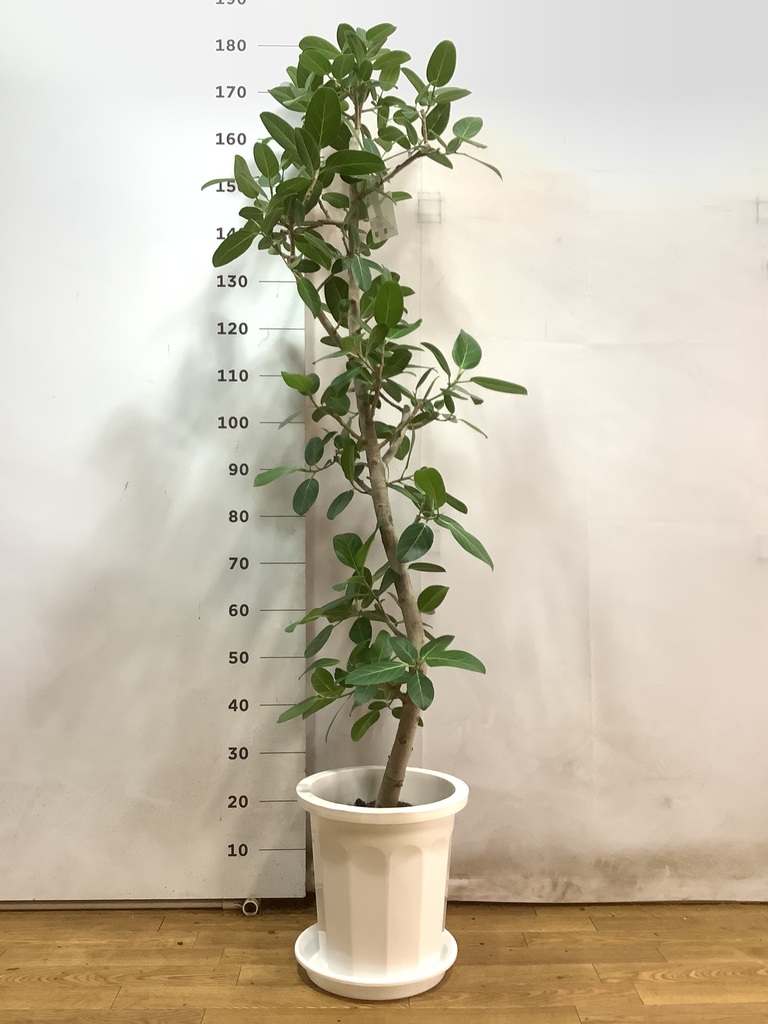 観葉植物 フィカス ベンガレンシス 10号 ストレート プラスチック鉢 