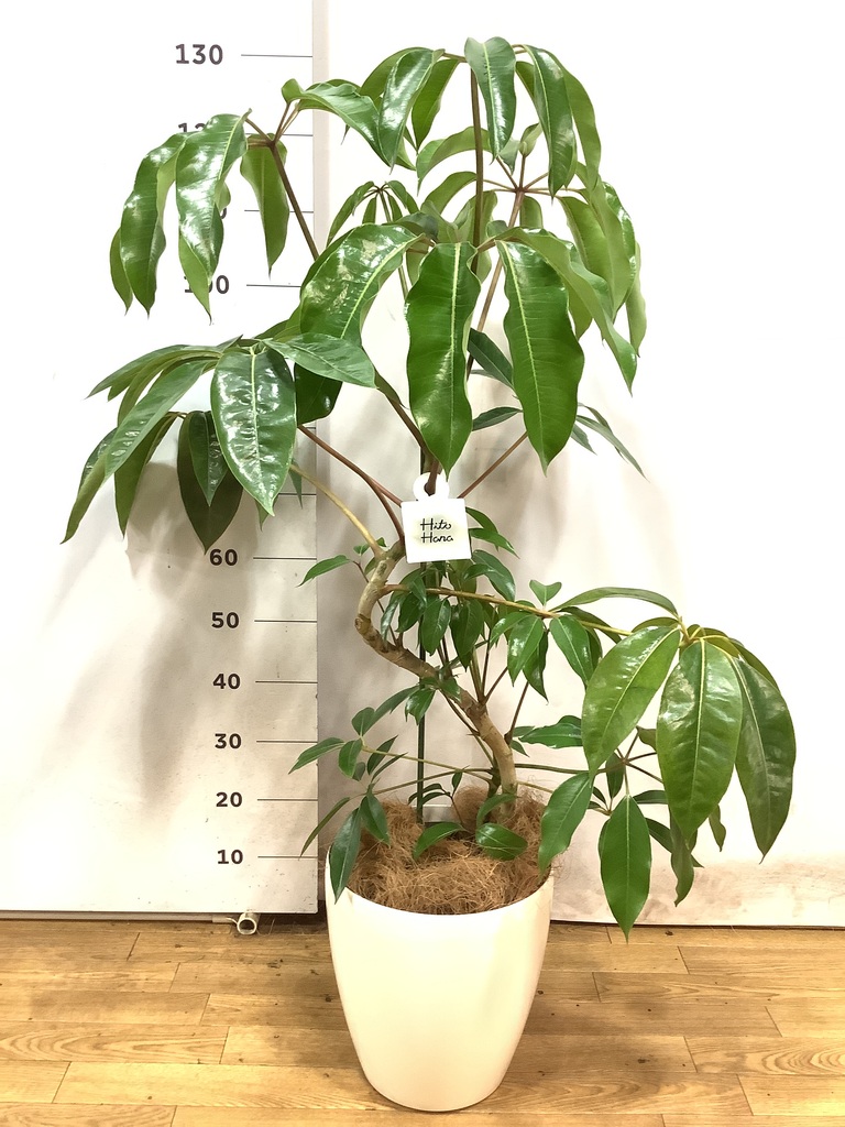 観葉植物 ツピダンサス 8号 曲り ラスターポット 付き | 観葉植物なら 