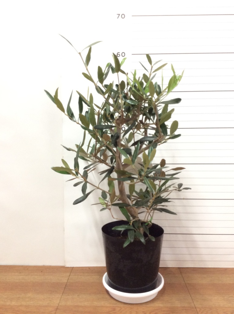 h*s様 オリーブの木,植物/観葉植物 観葉植物 オリーブの木【28cm】5号 ひなかぜ 盆栽仕立て プラスチック