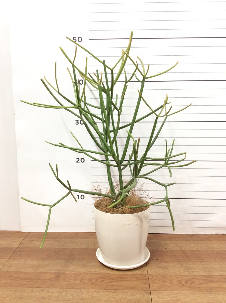 観葉植物　ミルクブッシュ 楽天市場】観葉植物 ミルクブッシュ 多肉 おしゃれ 4号 本物