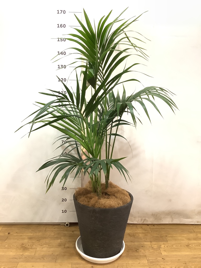 【はる⚠富山県】スタイリッシュでリゾート感満載♪ケンチャヤシ 10号鉢 はる⚠富山県】スタイリッシュでリゾート感満載♪ケンチャヤシ