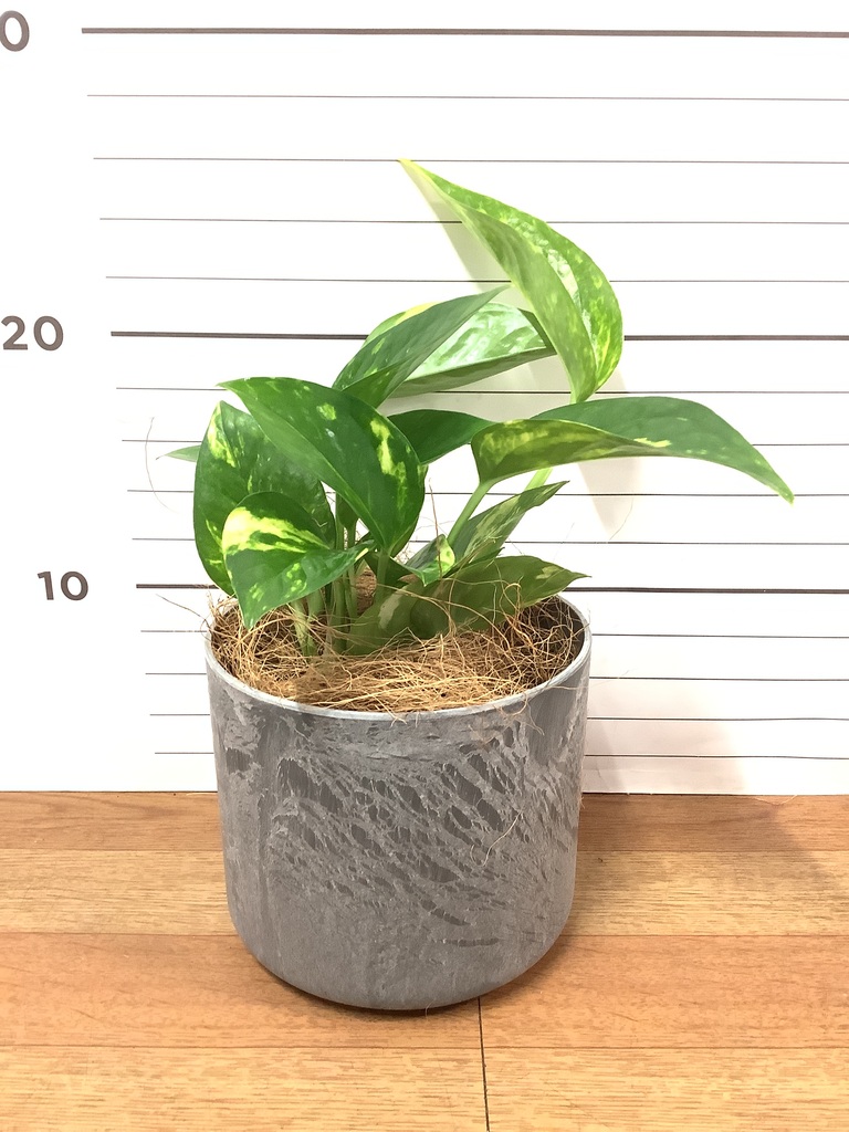 観葉植物 ポトス 3号 ゴールデン ベラ S 黒 植え替えキット付き