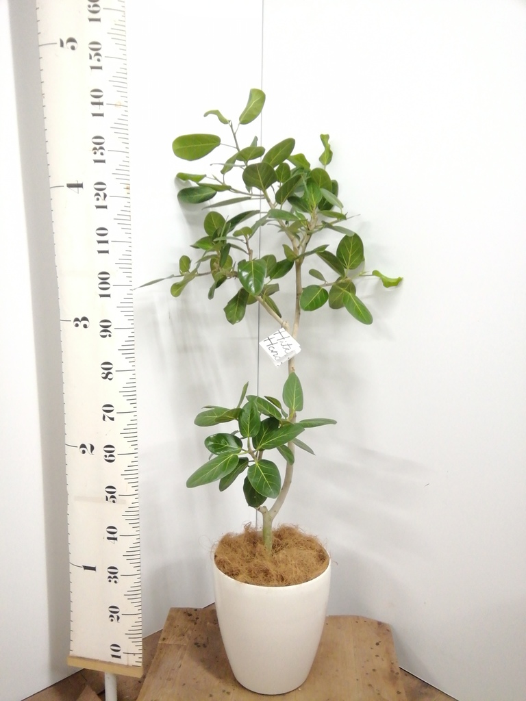 観葉植物 フィカス ベンガレンシス 8号 ストレート プラスチック鉢