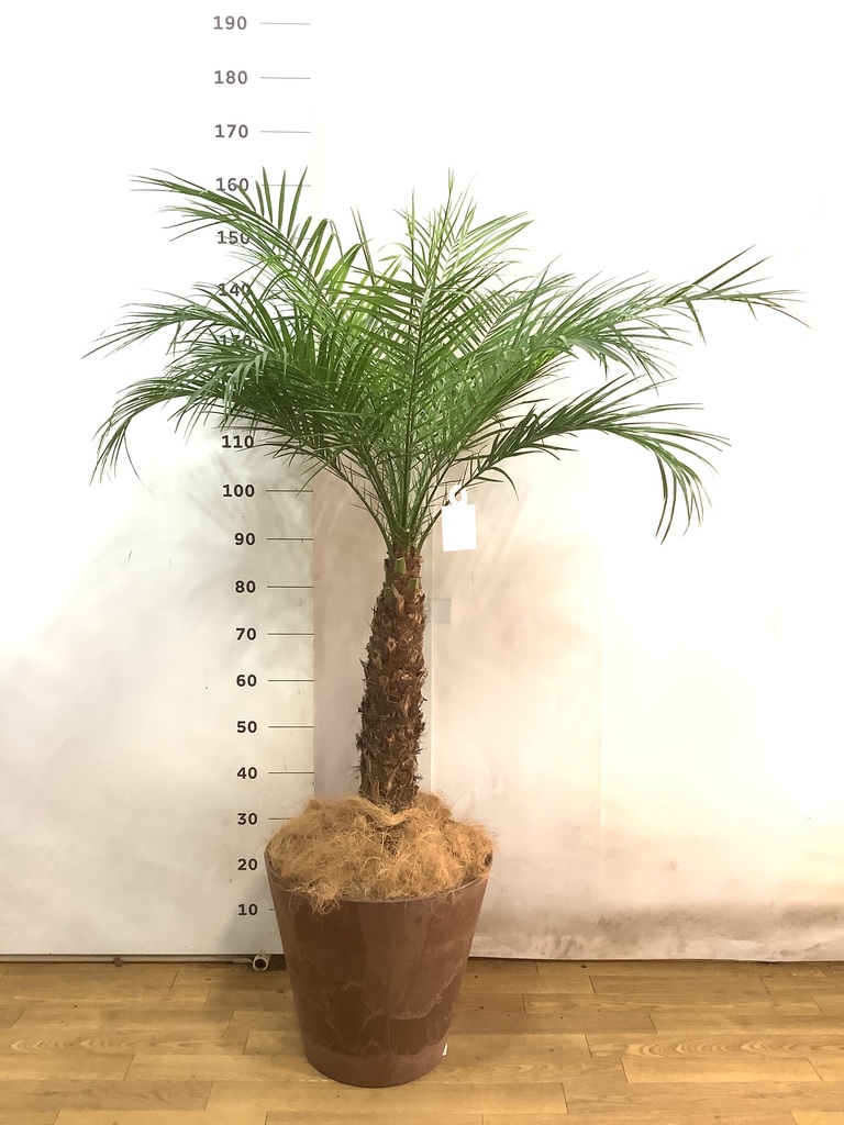 フェニックスロベレニー | 観葉植物の通販ならHitoHana（ひとはな）