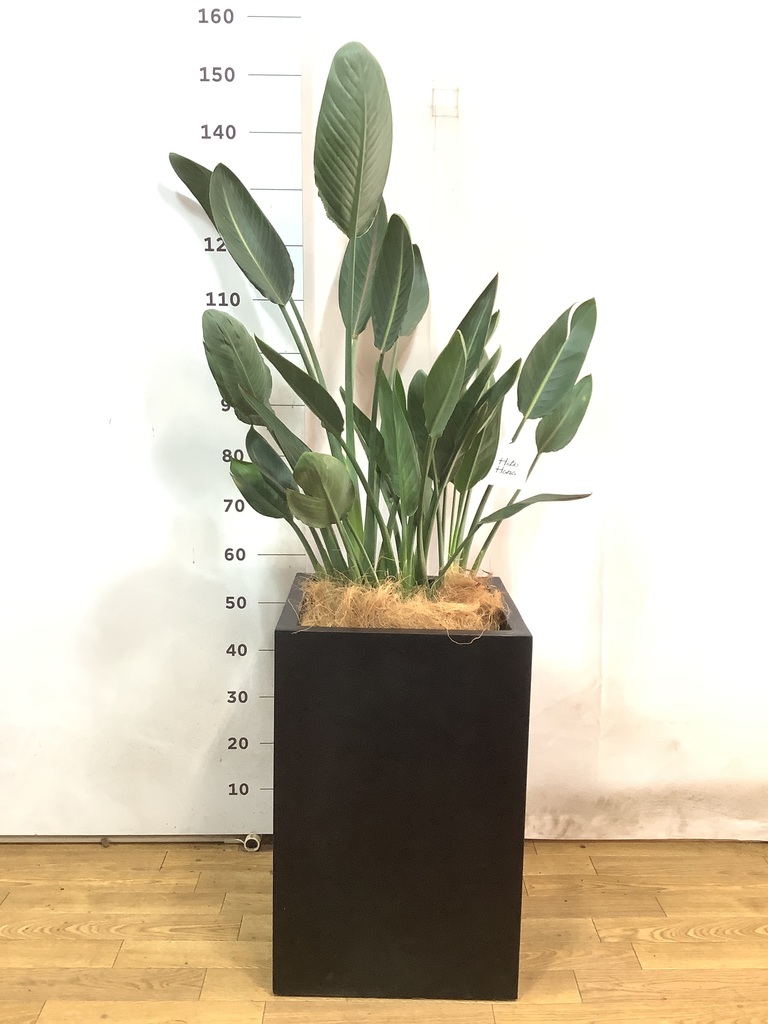 観葉植物 ストレリチア (ストレチア) レギネ 10号 モンデリック