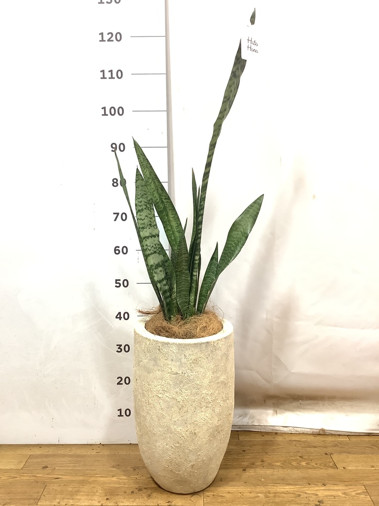 観葉植物 サンスベリア 6号 トリファッシアータ ラウンド 付き
