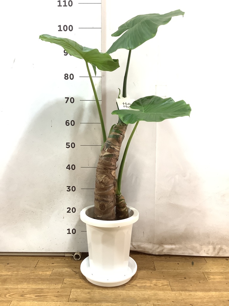 観葉植物 アロカシア 8号 オドラ（クワズイモ） プラスチック鉢 | 観葉