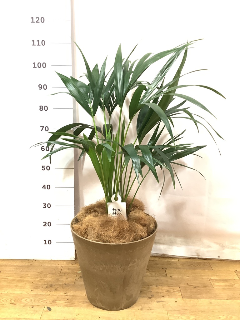 観葉植物 ケンチャヤシ 8号 リブラ モノ ブラウン 付き | 観葉植物なら