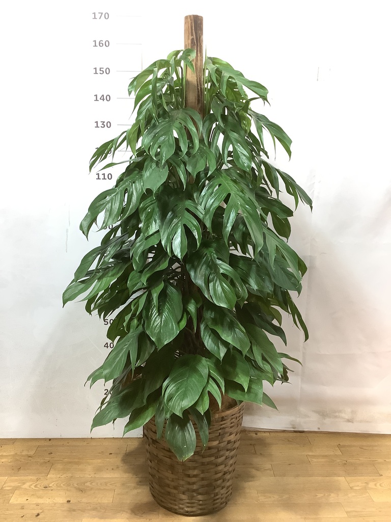 観葉植物 マングーカズラ 10号 木柱 Eco Stone（エコストーン