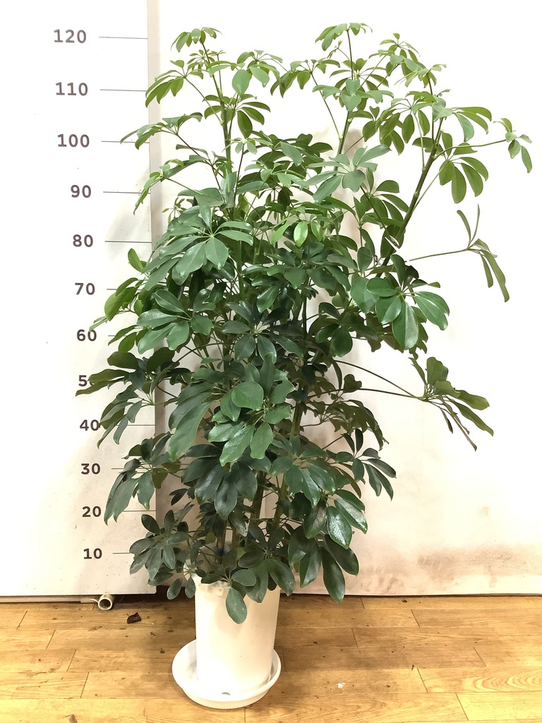 観葉植物 カポック（シェフレラ） 7号 ノーマル FiberCray