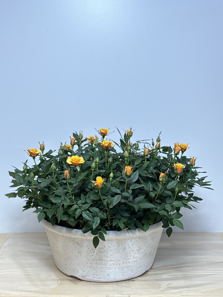 10,000円の鉢植えのお花 | 鉢植えのお花ならHitoHana（ひとはな）