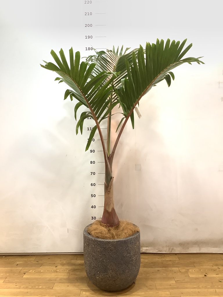 観葉植物 トックリヤシ 10号 プラスチック鉢 | 観葉植物ならHitoHana 