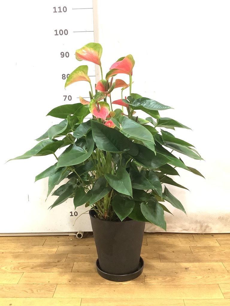 観葉植物 アンスリウム 8号 ピンク プラスチック鉢 | 観葉植物なら