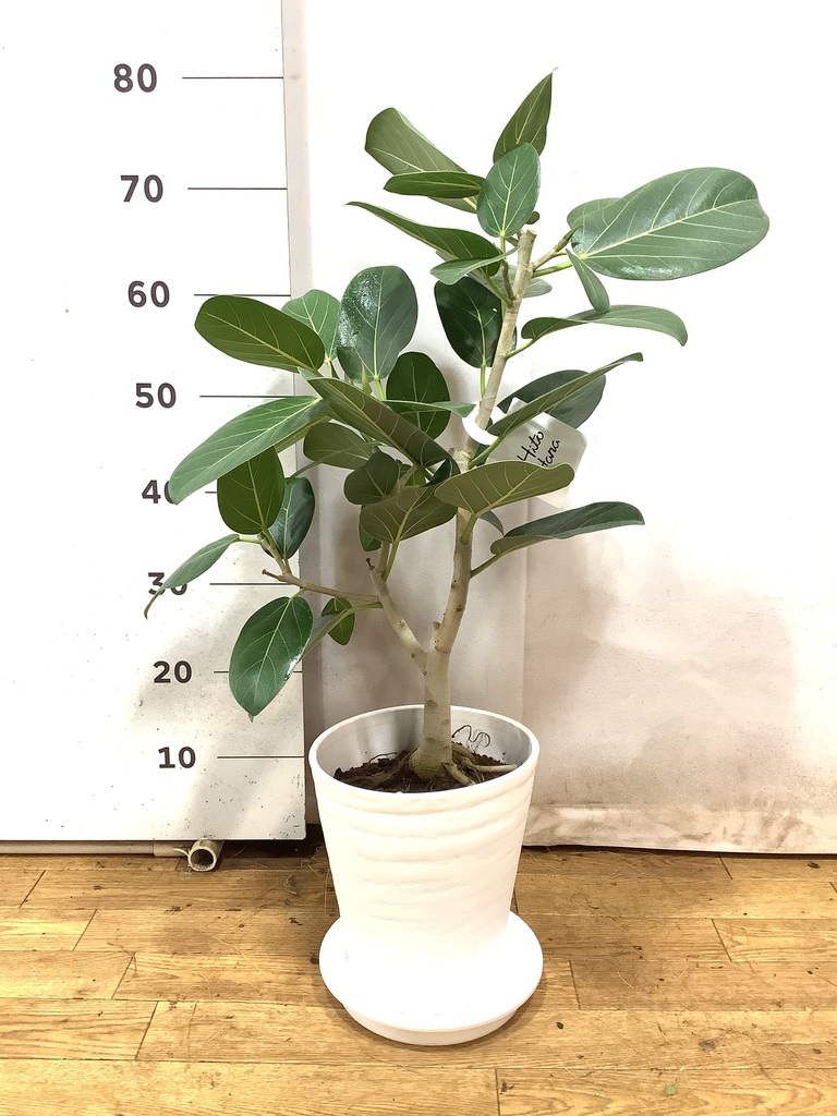 観葉植物 フィカス ベンガレンシス 7号 ストレート プラスチック