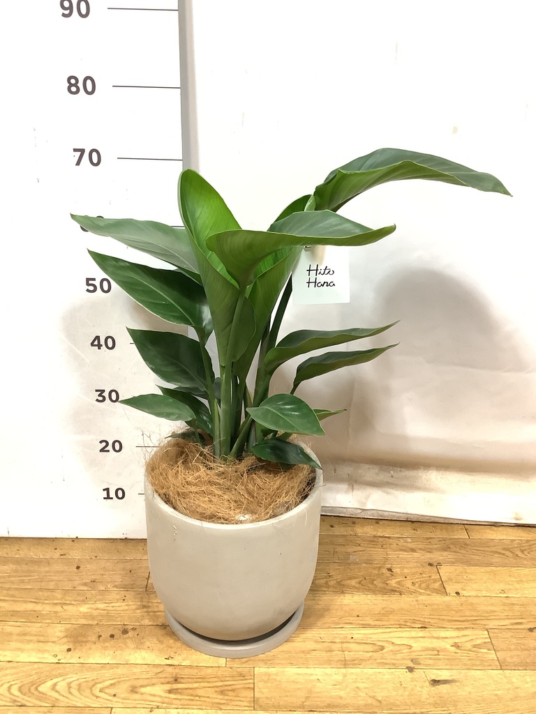 オーガスタ 3株仕立て 美形 観葉植物 カッシーナ ボーコンセプト