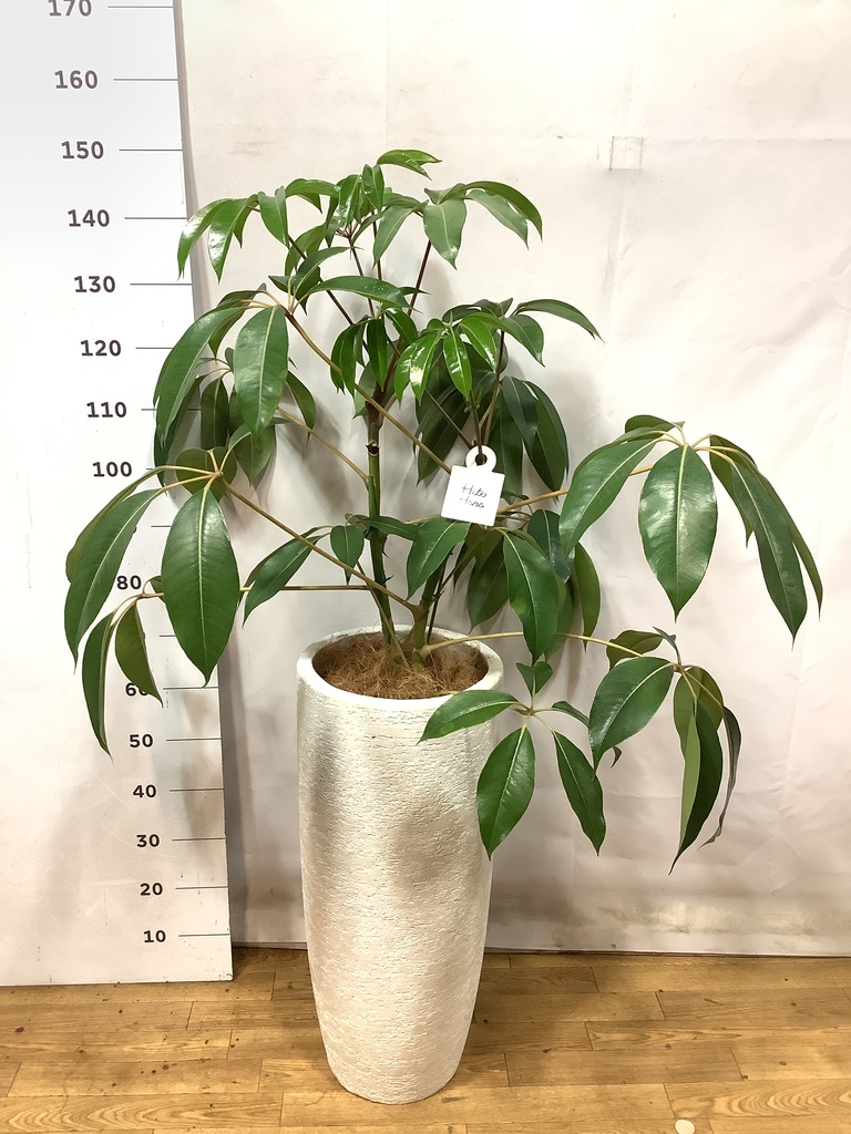 ツピダンサス 8号 | 観葉植物通販HitoHana(ひとはな) ツピダンサス 8号 | 観葉植物通販HitoHana(ひとはな)