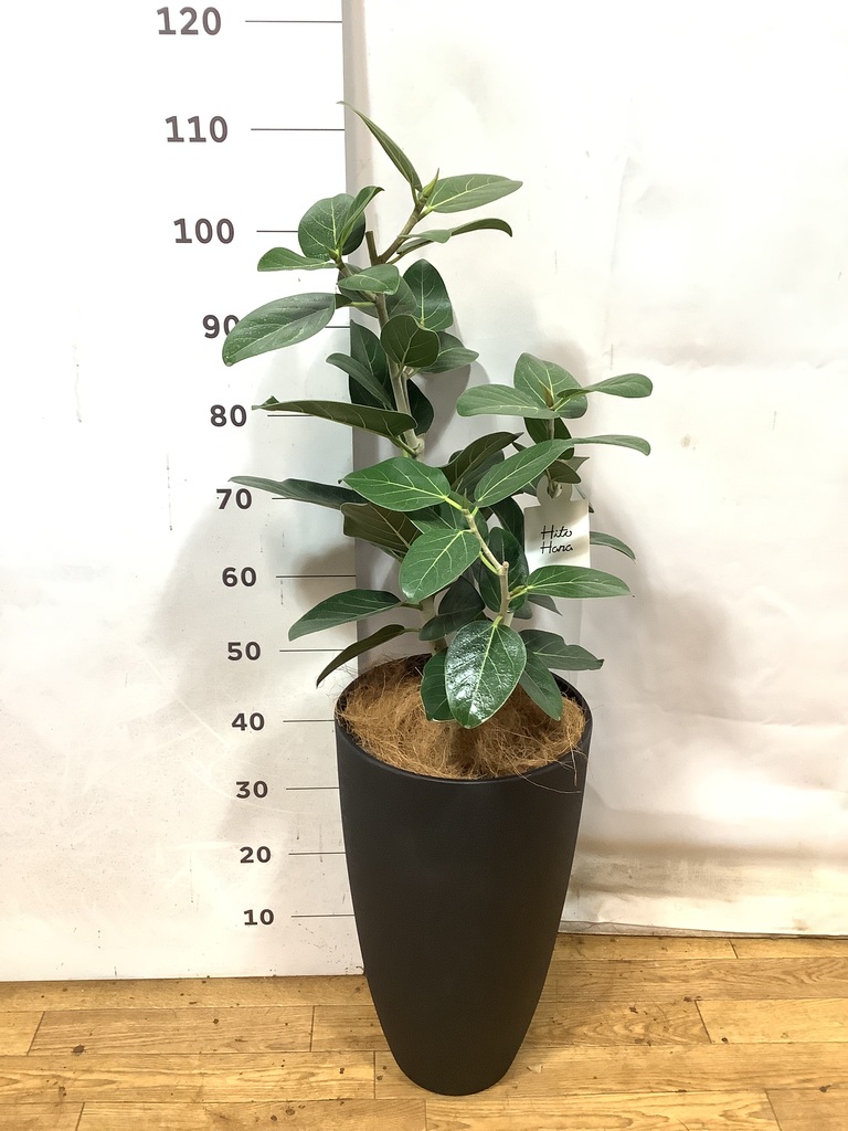 観葉植物 フィカス ベンガレンシス 8号 ストレート フォレスト