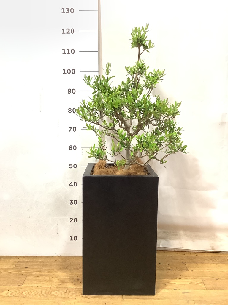 観葉植物 オリーブ 8号 コロネイキ セドナロング 墨 付き | 観葉植物