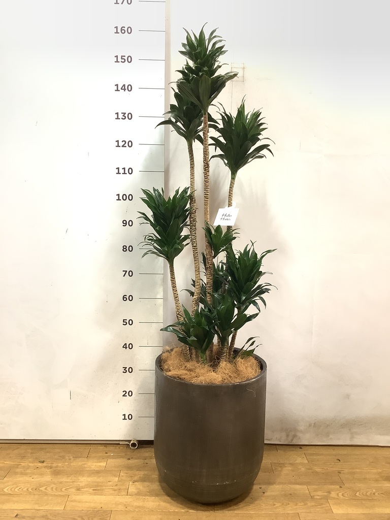 観葉植物 ドラセナ コンパクター 10号 ウッドプランター 付き | 観葉