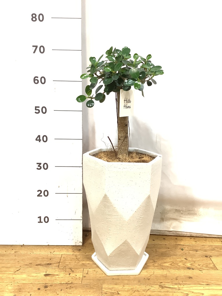 観葉植物 ガジュマル 6号 パンダ 朴仕立て Ceramic Pot