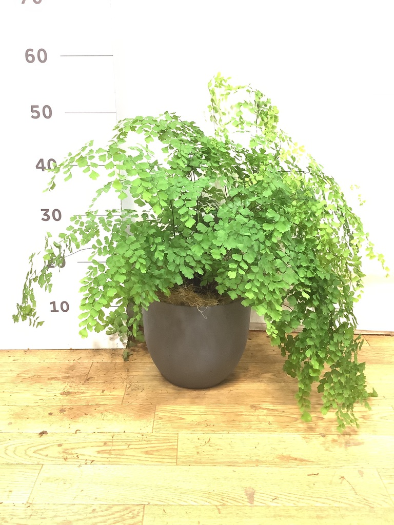 観葉植物 アジアンタム 5号 インティ M 濃グレイ 付き | 観葉植物なら