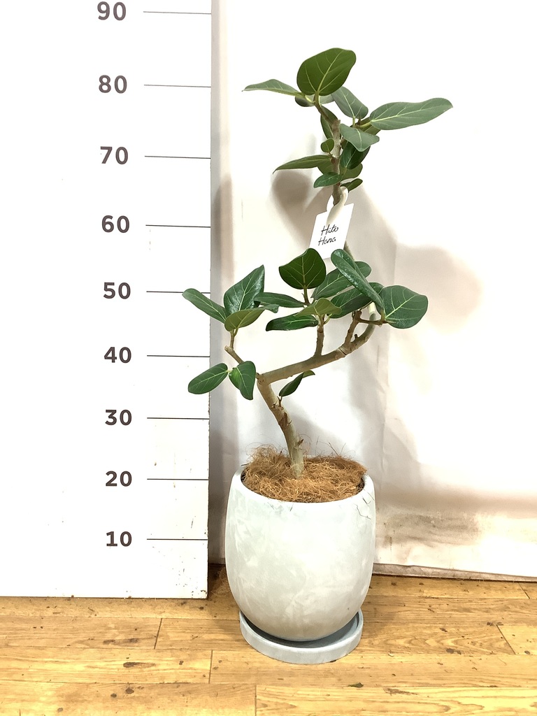 観葉植物 フィカス ベンガレンシス 6号 曲り プラスチック鉢