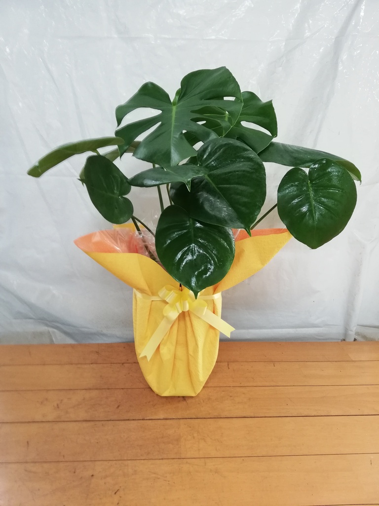 観葉植物 モンステラ 6号 ボサ造り 角陶器 | 観葉植物ならHitoHana