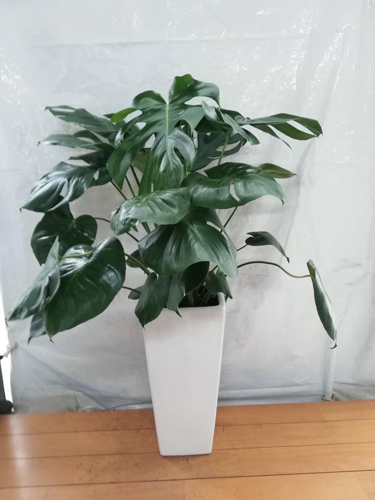 観葉植物 モンステラ 8号 ボサ造り 角高陶器 | 観葉植物ならHitoHana