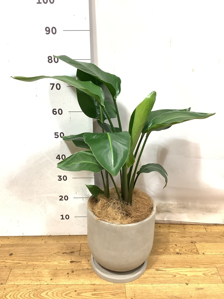 観葉植物 オーガスタ 7号 セメント トラフポット 付き | 観葉