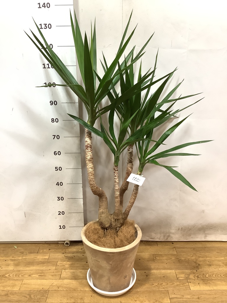 観葉植物 ユッカ 8号 曲り プラスチック鉢 | 観葉植物ならHitoHana