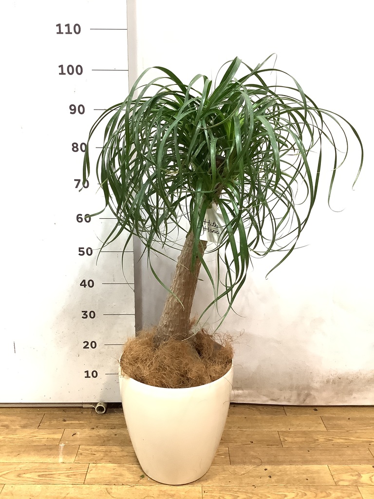 観葉植物 トックリラン ポニーテール 8号 ラスターポット 付き | 観葉