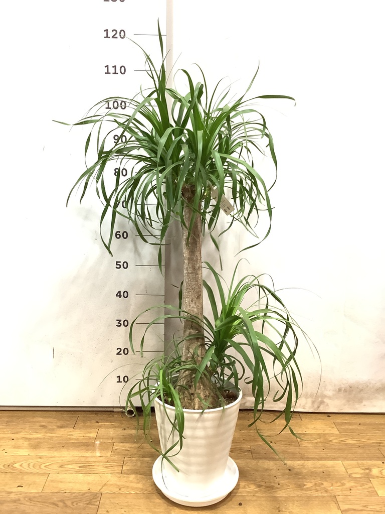トックリラン　ポニーテール　8号鉢つき　5頭❗　モンステラ beaucarnea-recurvata-190_1.jpg