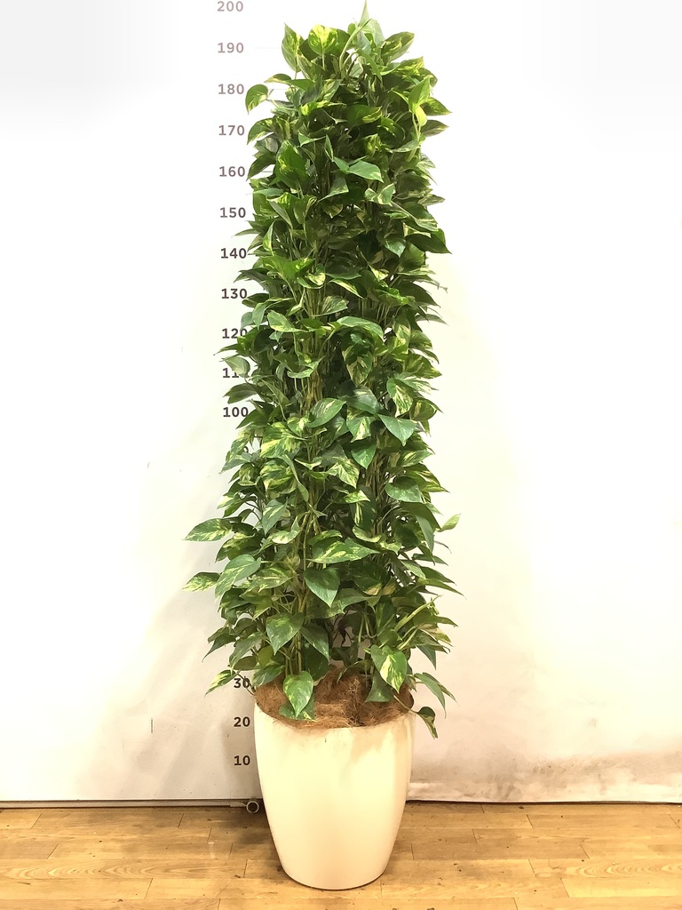 観葉植物 ポトス 10号 ラスターポット 付き | 観葉植物ならHitoHana