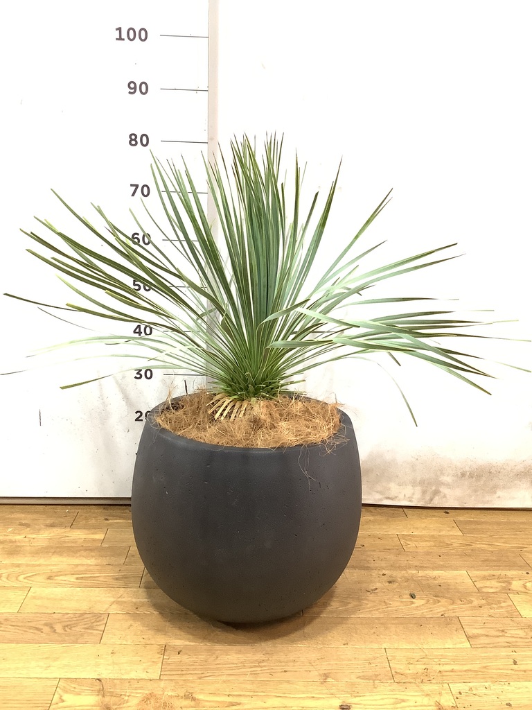 観葉植物 ユッカ 8号 ロストラータ ベータ キューブプランター 黒 付き