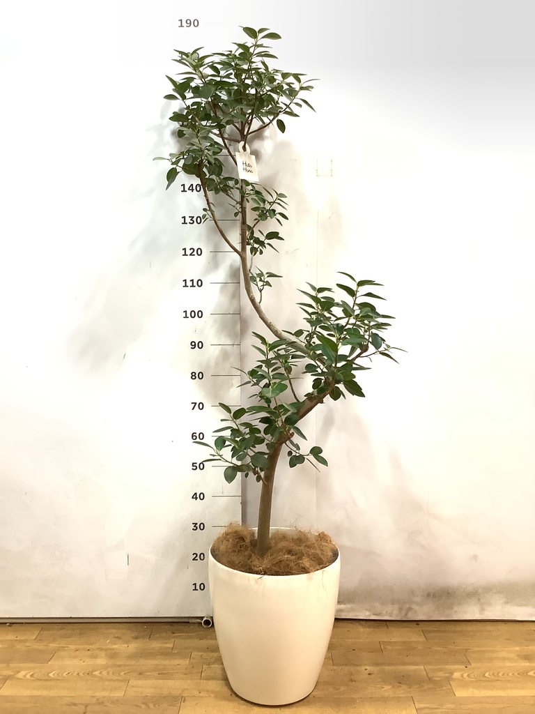 観葉植物 フランスゴムの木 10号 曲り サブリナ 白 付き | 観葉