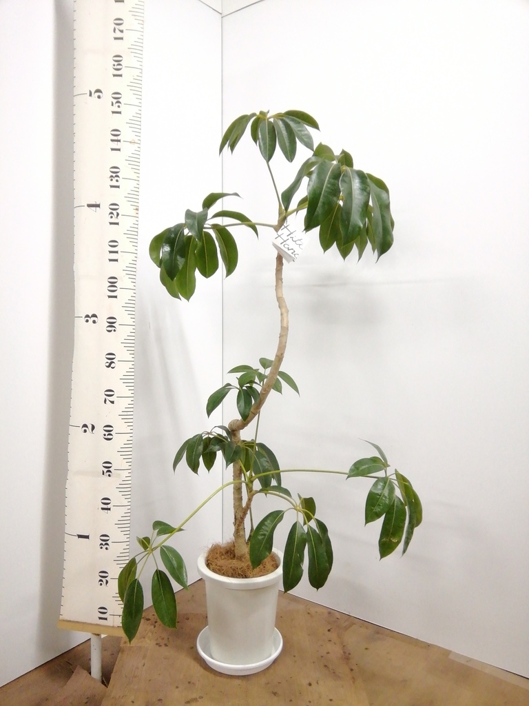 観葉植物 ツピダンサス 8号 曲り エコストーントールタイプ white 付き