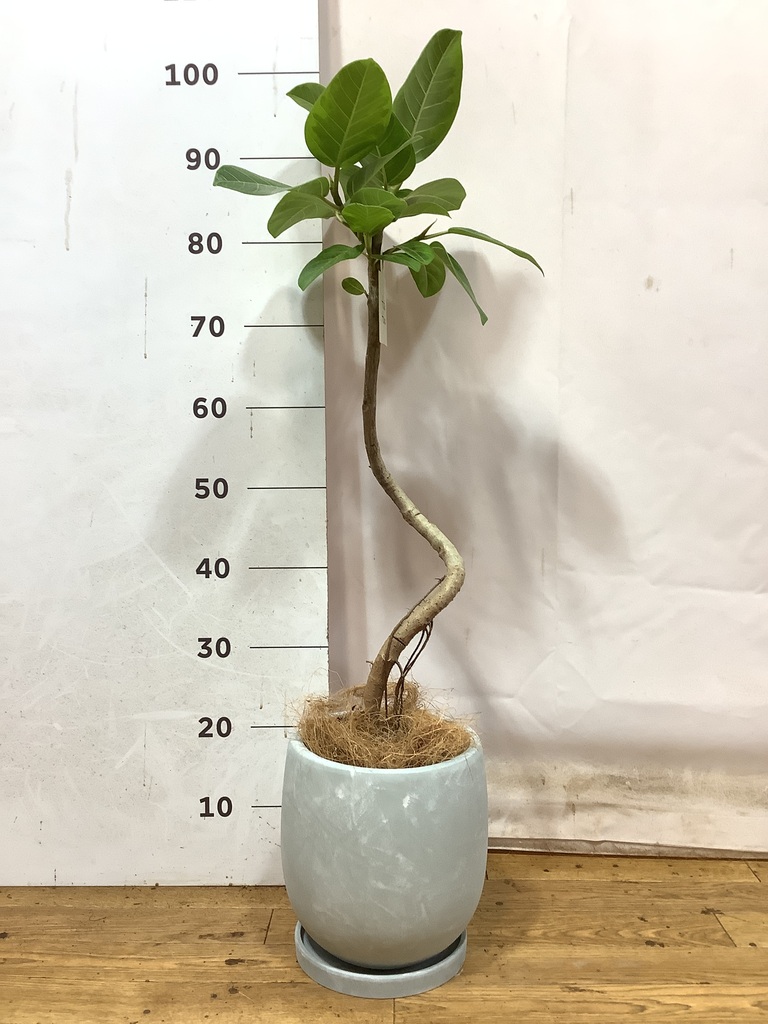 【現品】フィカス・アルテシーマ 6号 曲がり 白プラスチック鉢（4）