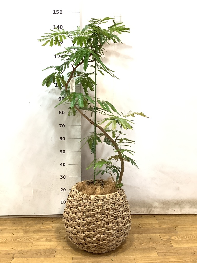 観葉植物 エバーフレッシュ 8号 曲り ラッシュバスケット Natural 付き