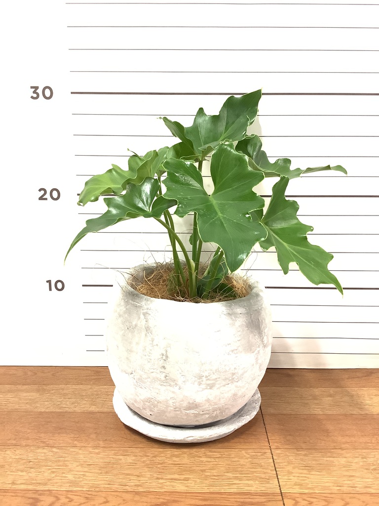 観葉植物 フィロデンドロン 3号 セローム ヒトデカズラ オーセ 11 Y